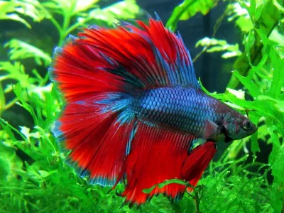 Бойцовая рыбка - петушок (Betta Splendens) - AQUA-TROPICA.RU