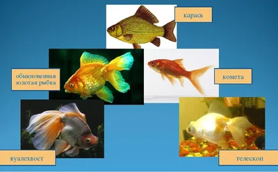 Тепловодные и холодноводные аквариумные рыбы: как выбрать подходящих рыбок  для своего аквариума