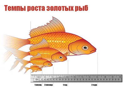 Рыбки гуппи: фото, содержание, совместимость, размножение, чем кормить и  сколько живут в домашних условиях