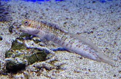 Содержание золотых рыб в домашнем аквариуме ответы на основные вопросы: виды,  оборудование, как кормить, соседство | Carassius auratus var