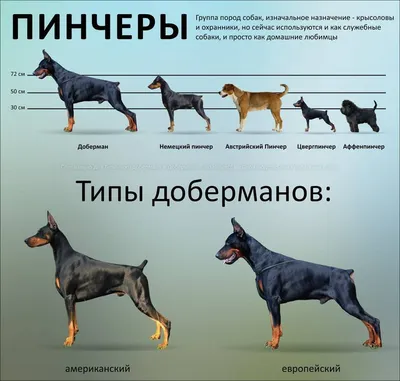 Породы низкорослых собак фотографии