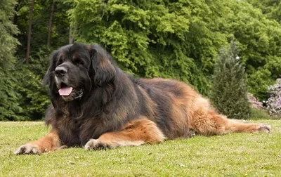 Картины огромных собак для любителей животных