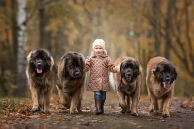 Самые впечатляющие фото пород огромных собак