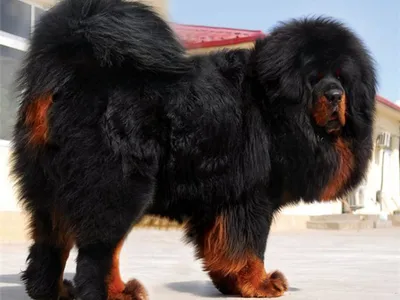 Фото огромных собак в разных форматах: jpg, png, webp