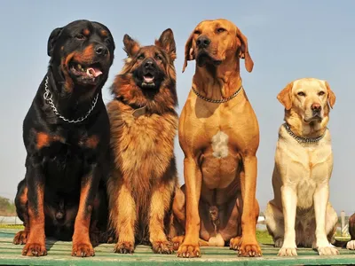 Великолепные фотографии пород огромных собак