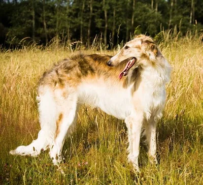 Породы огромных собак в ярких и насыщенных фото