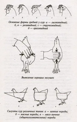 Куры Суссекс: описание породы | Породы кур, Кур, Птицеводство