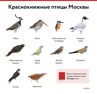 дикие породы птиц прирученные человеком. Стоковое Фото - изображение  насчитывающей клюв, парк: 231717750