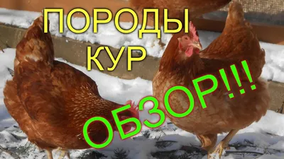 Редкие породы кур | Пикабу