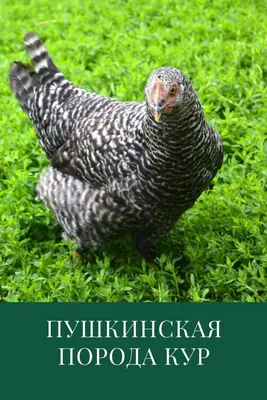 Удивительные породы кур