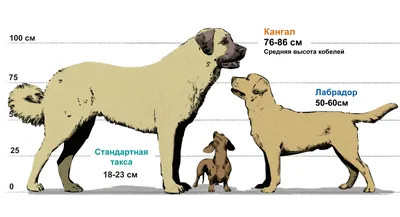 Уникальные характеристики пород собак в изображениях