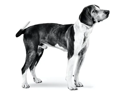 Фото пород собак в разных форматах: jpg, png, webp