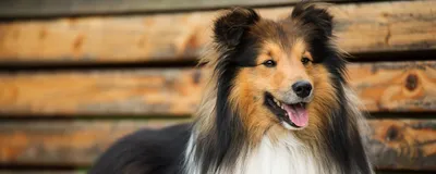 Выбор породы собаки: фото и характеристика