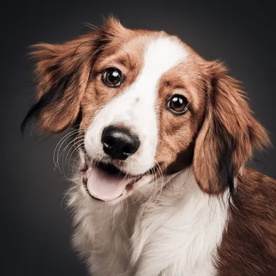 Портрет собаки: коллекция неповторимых фото