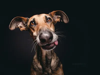 Портрет собаки фотографии