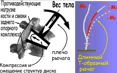 Забавная поза легавой собаки на фото - идеальное изображение для социальных сетей