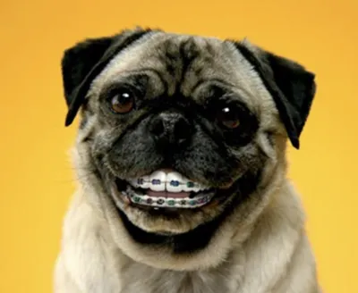 Фотографии собак с правильными прикусами: загрузка webp