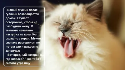 Приколы и анекдоты про кошек и котов (+фото)... | Живой только мир | Дзен
