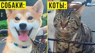 Умиротворяющие фотографии с котиками и собачками для фона