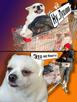 Смешные картинки с собаками и юмористическими надписями
