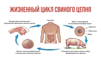 Откуда берутся глисты и что с ними делать?