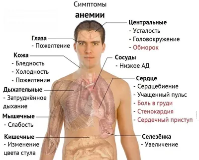 Как бороться с глистами: виды паразитов, симптомы и пути заражения —  Актуальная тема