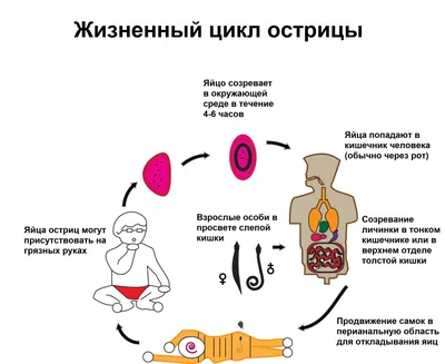 Глисты (гельминты) у кошек - диагностика и лечение гельминтоза | Берлога