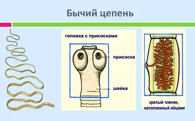 Соскоб на яйца гельминтов (энтеробиоз) | ВИРА-Центр г. Нефтеюганск