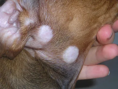 Более ясное представление о признаках лишая у собак на фото: JPG изображения