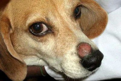 Фотографии признаков лишая у собак: Скачать бесплатно в формате webp