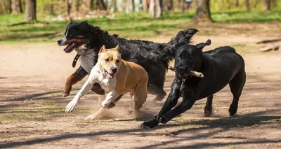 Про собак: фото в формате webp для оптимальной загрузки