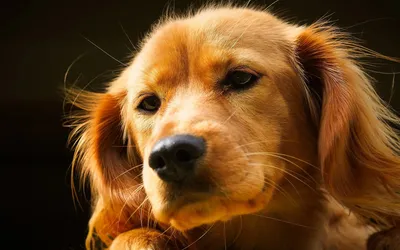 Фотографии профессиональных собак для загрузки в webp