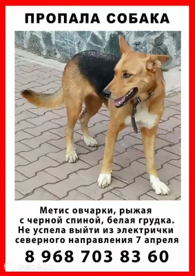 Картинки с пропавшей собакой: скачать обои в jpg формате