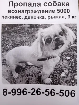 Фото пропавшей собаки: бесплатно скачать в jpg формате
