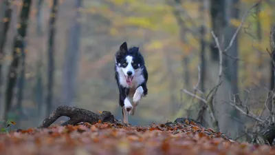 Собака, которая пропала: бесплатные изображения для скачивания