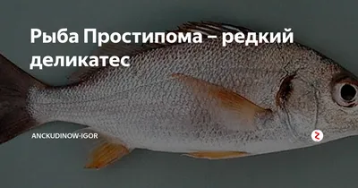 Рыба Простипома – редкий деликатес | охота и рыбалка | Дзен