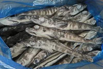 Цены на рыбу на Сахалине продолжают кусаться. Сахалин.Инфо