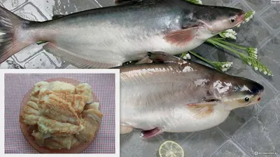 🚩 Рыба пристипома: описание, куда исчезла, среда обитания, цена