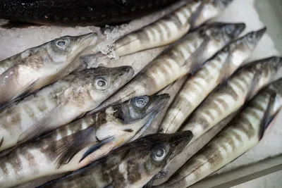 Рыба Русское море Селедка свежемороженая - «Вкуснейшая рыбка!!! Рецепт +  фото.» | отзывы