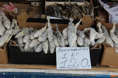 Купить рыба для зарыбления пруда Темпы оптом и в розницу по низкой цене