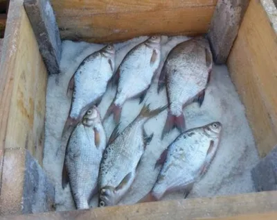 Купить рыба живая Поляны оптом и в розницу по низкой цене