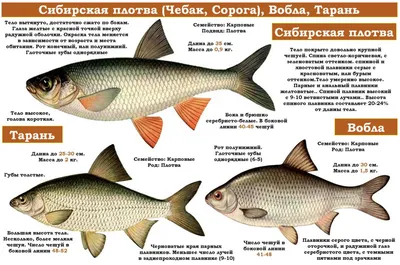 Эту рыбу в СССР покупали мешками, а сейчас называют чудом и не могут найти:  куда исчезла легендарная желтоперка?