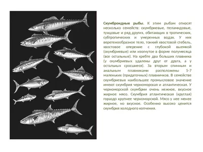Презентация к дисциплине \"Товароведение пищевых продуктов\" - тема \"Основные  семейства промысловых рыб\"