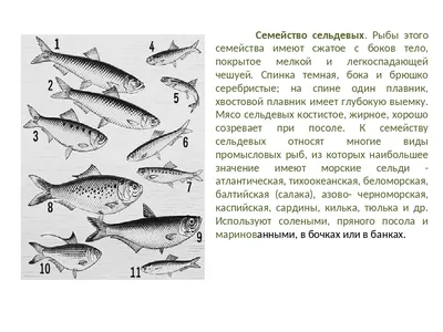 Презентация к дисциплине \"Товароведение пищевых продуктов\" - тема \"Основные  семейства промысловых рыб\"