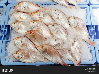 Нерка: что за рыба, фото, как купить и какая цена, красная рыба