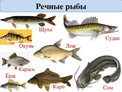 Ловись рыбка, большая и маленькая (тонкости выбора и блюда из рыбы) -  Страница 4 - Хлебопечка.ру