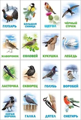 Какие птицы прилетели зимовать в столицу и нужно ли их подкармливать -  Российская газета