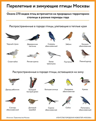 46-47. Птицы лесов, водоёмов и побережий, болот и открытых мест обитания.  Хищные и синантропные птицы