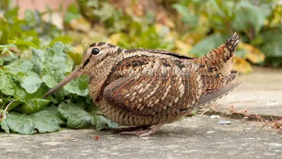 Бекас (Gallinago gallinago). Птицы Европейской России.