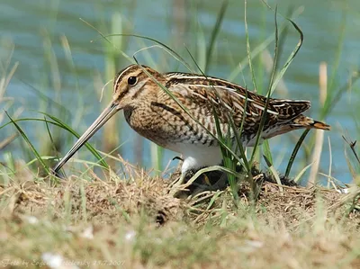 Бекас - eBird